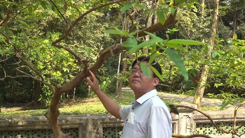 Thanh Hóa: Kỳ lạ về cây ổi cười trong khu lăng mộ của Vua Lê Thái Tổ